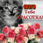 fidachyo