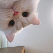 很菜求个大佬带带