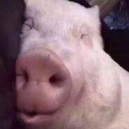 我是一头大蠢猪