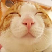 这条小溪很想飞