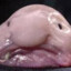 Blobfishyツ