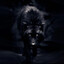 Night_Wolf