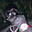 Fore_staR