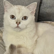 A格里达尼亚元灵批发