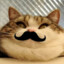 Cat with a Mustache