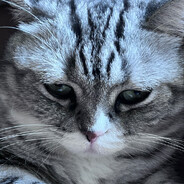 巷子里的老猫