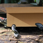 Boxofturtles