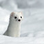 The_Stoat