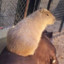 capybaras are cool