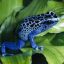 bluetreefrog