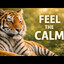 Very Calm Tiger