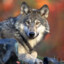 EL LOBO
