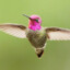 Colibri