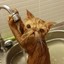 Cats love a watter shower