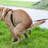 Собачий высер