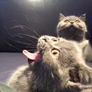 关注阿梓从小就很可爱谢谢喵