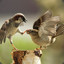 Joe2sparrows