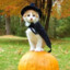 halloween cat