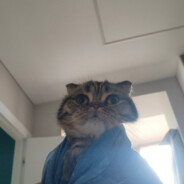 Ваня Зитрах Мод