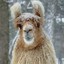 Frosty llama