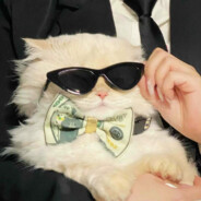 偷吃美味猫堡被抓