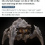 Insect