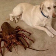 Crab that eats testicles