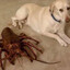 Crab that eats testicles
