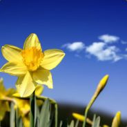 Ďaffodils