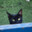 Catlovers666