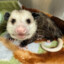 ohpossum