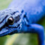 Blue Gecko