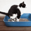 poop cat