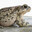 blowsloadsintoads