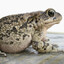 blowsloadsintoads