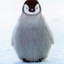 Suitless Penguin