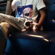 重伤倒地 但牛子坚挺