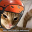 OrangeCat