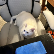 Beamed by Elvis the Cat