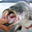 Not A Male Striper