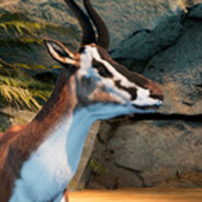 †₣'₭† Gazella †