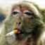 smoking monkey