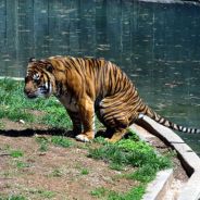 PoopyTiger