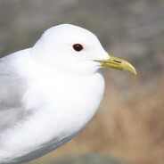 Independent Seagull