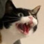 Mabinogi Cat