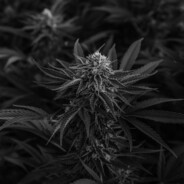 ✪Thomas_Flakka_User