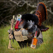 WildTurkey