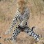LEOPARD_BITE