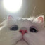 YuMiku