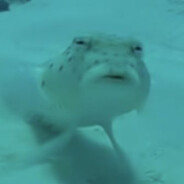 mrFish